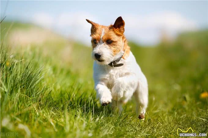 狗狗与人类的默契，如何成为最佳拍档与最亲密的伙伴?