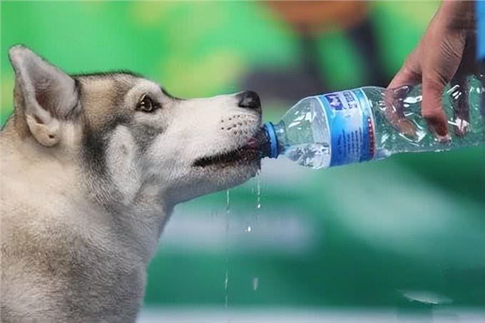 第一次养狗，20件一定要做的事，铲屎官需要了解