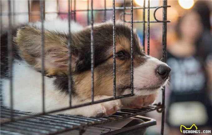 第一次养狗，20件一定要做的事，铲屎官需要了解