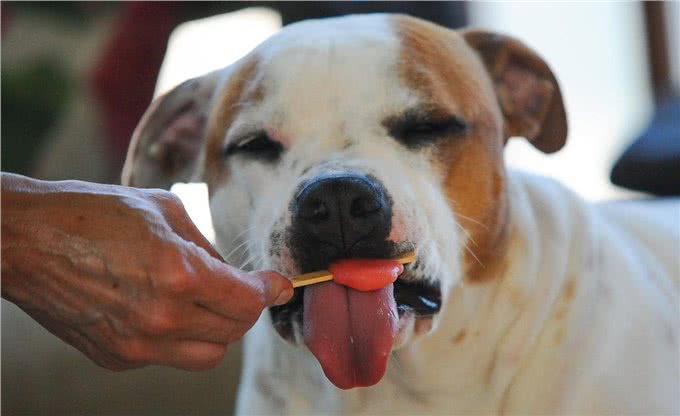 第一次养狗，20件一定要做的事，铲屎官需要了解