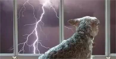 狗狗最害怕的四种东西，你家狗狗中了吗?