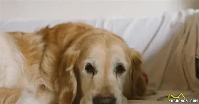 狗狗最害怕的四种东西，你家狗狗中了吗?