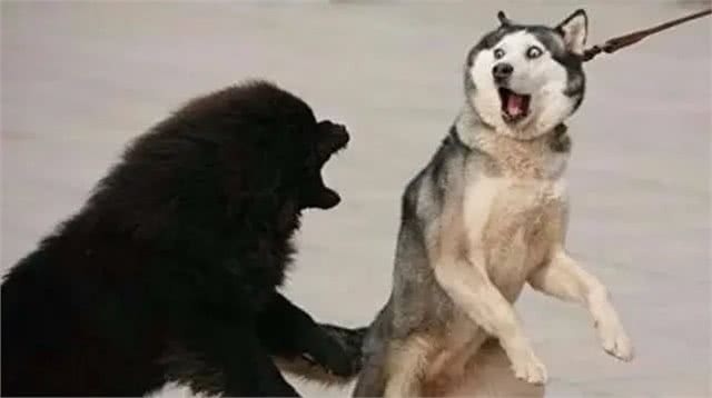 狗狗最害怕的四种东西，你家狗狗中了吗?