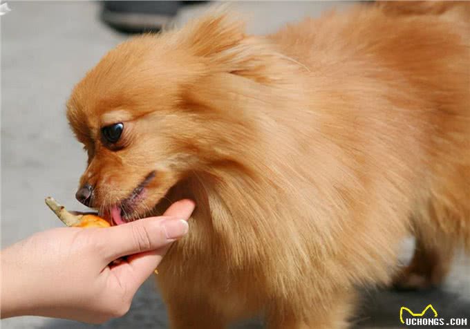 萌宠饲养心得:狗狗拉血呕吐,有哪些原因导致的?