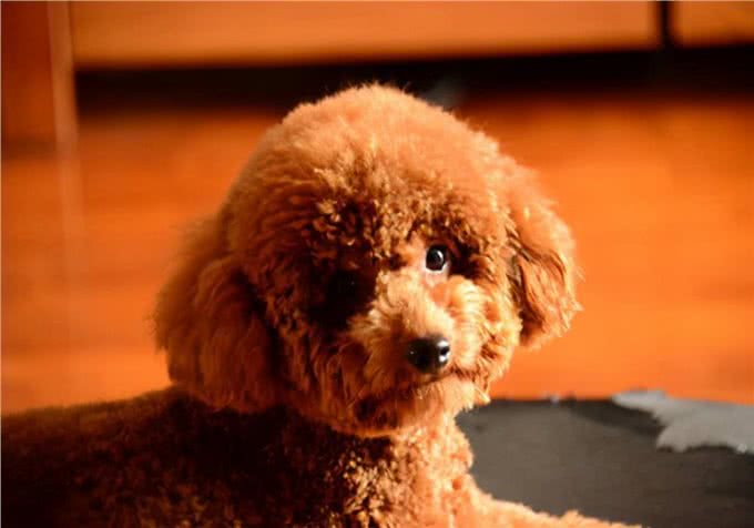 萌宠饲养心得:狗狗拉血呕吐,有哪些原因导致的?