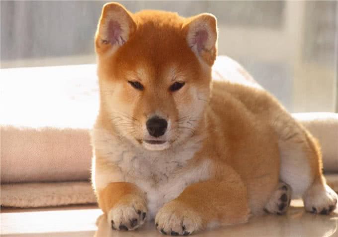 萌宠饲养心得:狗狗拉血呕吐,有哪些原因导致的?