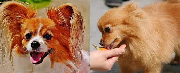 萌宠饲养心得：狗狗拉血呕吐，有哪些原因导致的?