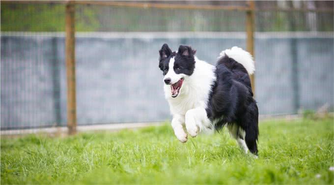 说起边牧，除了知道它智商第一，你还知道什么?