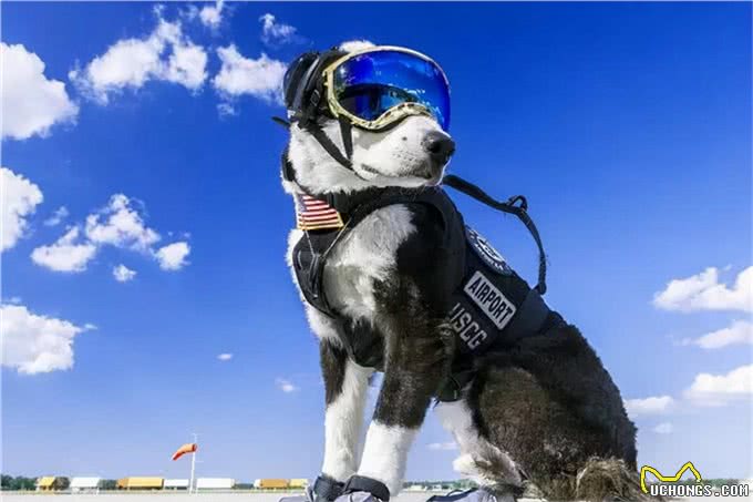 说起边牧，除了知道它智商第一，你还知道什么?