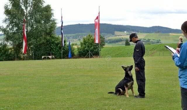 说起边牧，除了知道它智商第一，你还知道什么?