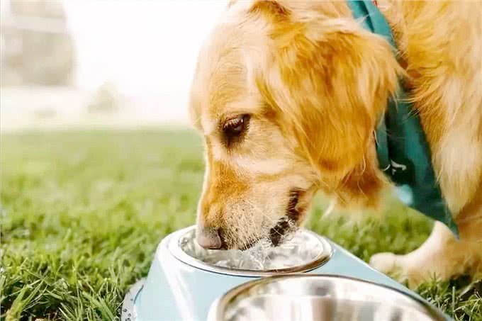 怎样才能让狗狗饮水?这些都必须记牢