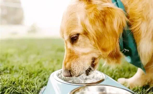 怎样才能让狗狗饮水?这些都必须记牢