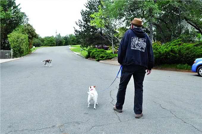 狗狗竟然能闻到恐惧的味道，怪不得经常被狗追