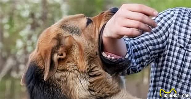 狗狗竟然能闻到恐惧的味道，怪不得经常被狗追