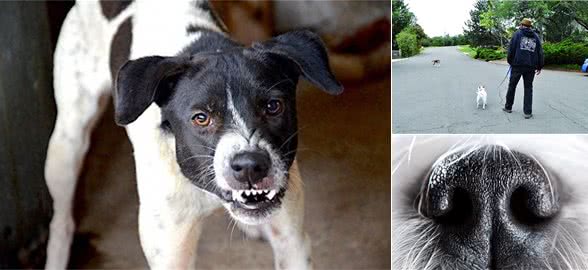 狗狗竟然能闻到恐惧的味道，怪不得经常被狗追