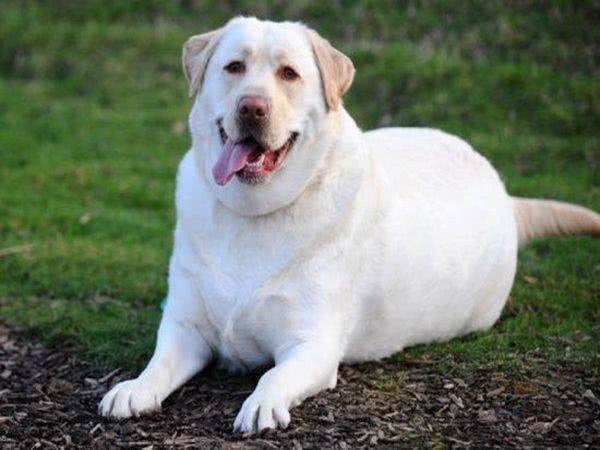 狗狗超重了怎么办?管住嘴迈开腿,别让溺爱变成伤害