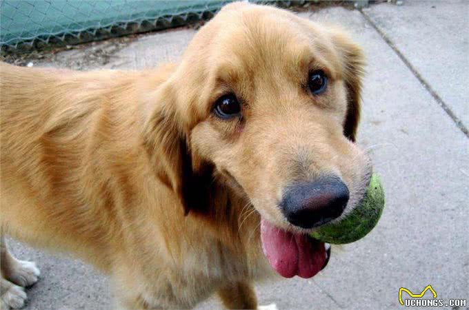 狗狗超重了怎么办?管住嘴迈开腿，别让溺爱变成伤害