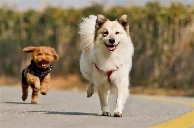 狗狗超重了怎么办?管住嘴迈开腿,别让溺爱变成伤害