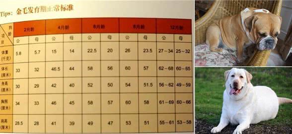 狗狗超重了怎么办?管住嘴迈开腿，别让溺爱变成伤害