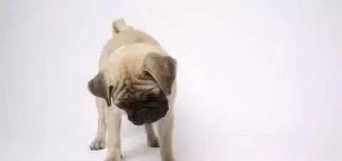 培养狗狗好的吃饭礼仪、家里养狗常见问题