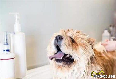 养狗不简单,只有做好这8点,它才能长寿