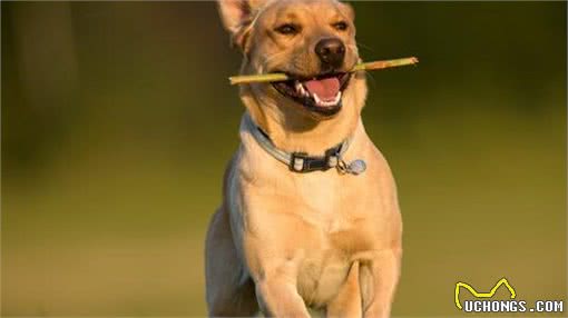 养狗不简单,只有做好这8点,它才能长寿