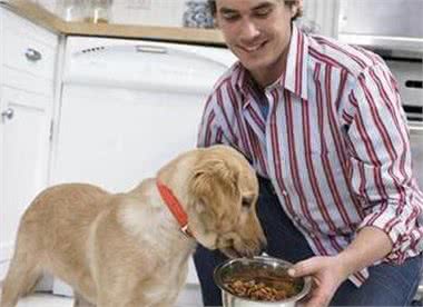 养狗不简单,只有做好这8点,它才能长寿