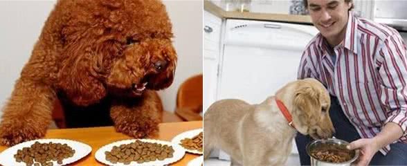 养狗不简单，只有做好这8点，它才能长寿