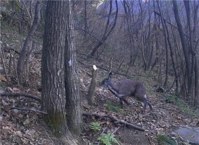 阴条岭出现香獐子,常用气味交流,被2只蜜狗追逃跑中累得吐舌头