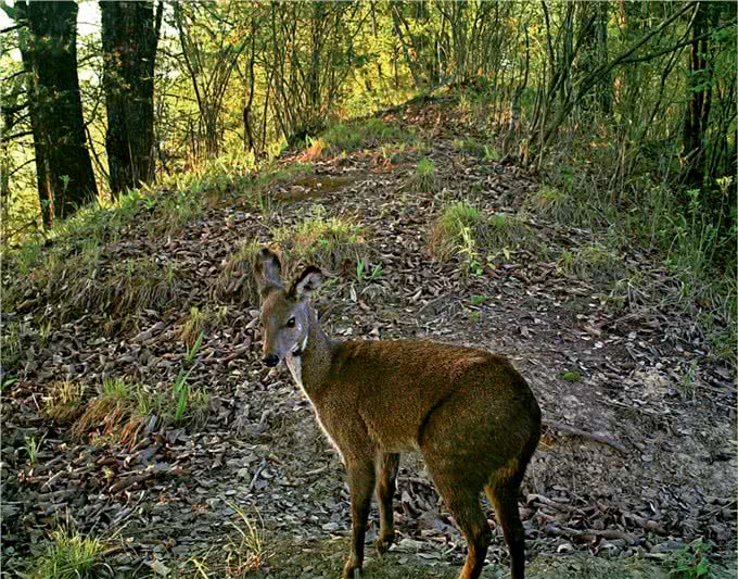 阴条岭出现香獐子,常用气味交流,被2只蜜狗追逃跑中累得吐舌头