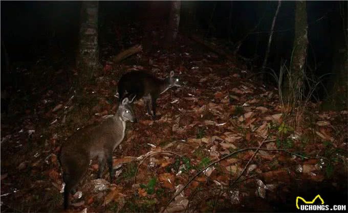 阴条岭出现香獐子,常用气味交流,被2只蜜狗追逃跑中累得吐舌头