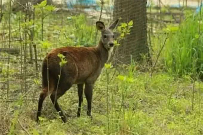 阴条岭出现香獐子,常用气味交流,被2只蜜狗追逃跑中累得吐舌头
