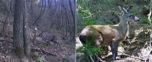 阴条岭出现香獐子,常用气味交流,被2只蜜狗追逃跑中累得吐舌头