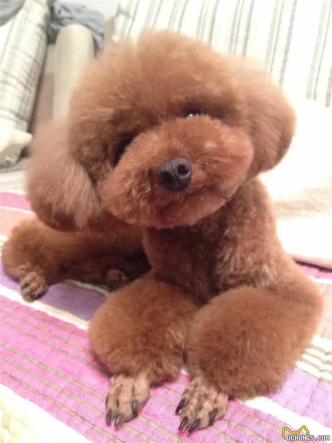 不要把泰迪犬和贵宾犬混为一谈