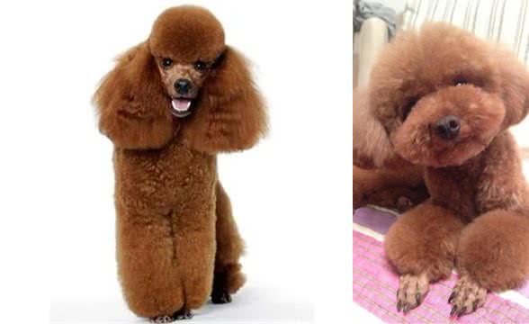 不要把泰迪犬和贵宾犬混为一谈