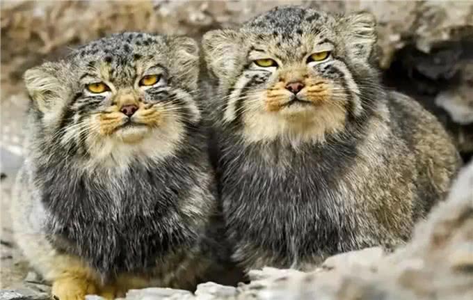 四川发现4只鳌拜猫,母兽遭雪豹爆头,剩下3只幼崽该何去何从?