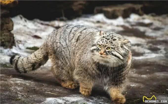 四川发现4只鳌拜猫,母兽遭雪豹爆头,剩下3只幼崽该何去何从?