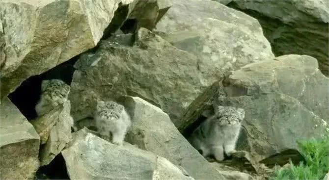四川发现4只鳌拜猫,母兽遭雪豹爆头,剩下3只幼崽该何去何从?