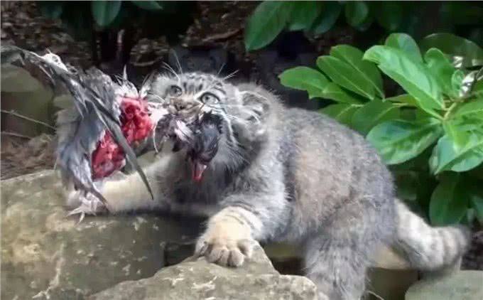 四川发现4只鳌拜猫,母兽遭雪豹爆头,剩下3只幼崽该何去何从?