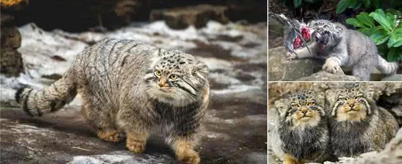 四川发现4只鳌拜猫,母兽遭雪豹爆头,剩下3只幼崽该何去何从?