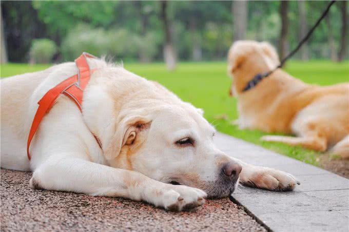 狗狗牵引绳正确使用方法