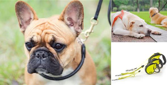 狗狗牵引绳正确使用方法