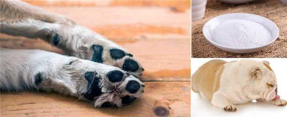 心系爱犬：狗子的腿瘸了怎么回事狗子瘸着腿走路有事吗?