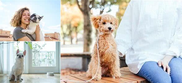 狗粮训练秘籍：从室内到室外的温柔进阶