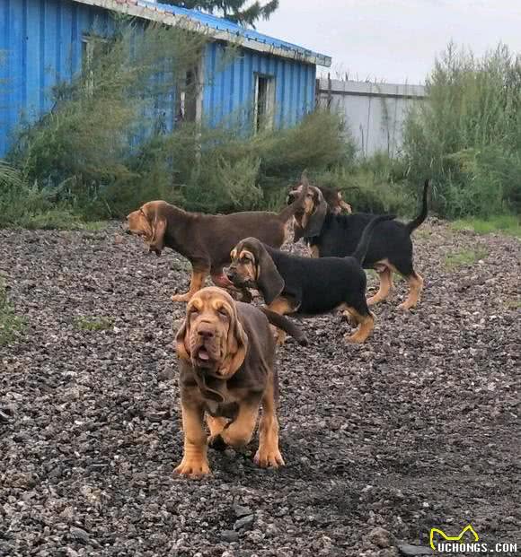 世界名犬之恶魔的法官—血缇