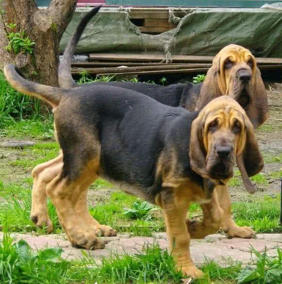 世界名犬之恶魔的法官—血缇