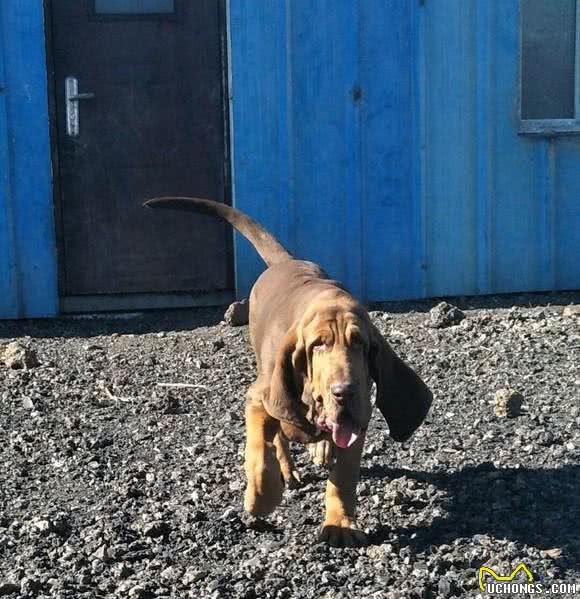 世界名犬之恶魔的法官—血缇