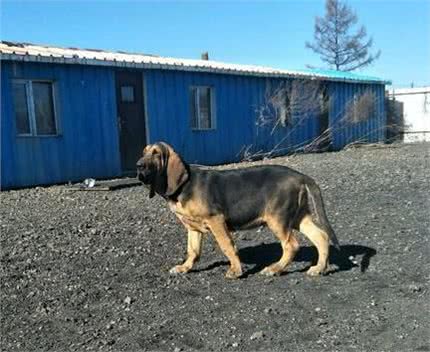 世界名犬之恶魔的法官—血缇