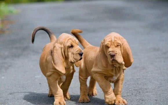 世界名犬之恶魔的法官—血缇