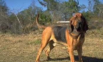 世界名犬之恶魔的法官—血缇